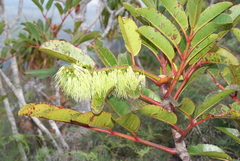 Cunonia macrophylla