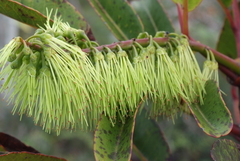 Cunonia macrophylla