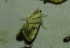 Dichogama colotha