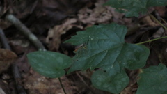 Cratichneumon w-album
