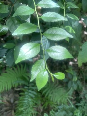 Ilex asprella