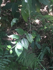Ilex asprella