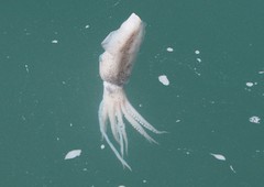 Doryteuthis opalescens