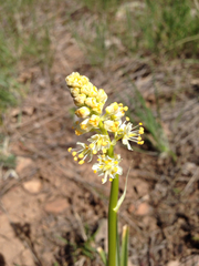 Melanthieae