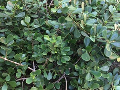 Clusia fluminensis