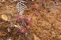 Drosera neocaledonica