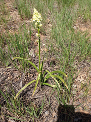 Melanthieae