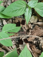 Erythrodiplax umbrata