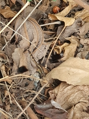 Erythrodiplax umbrata