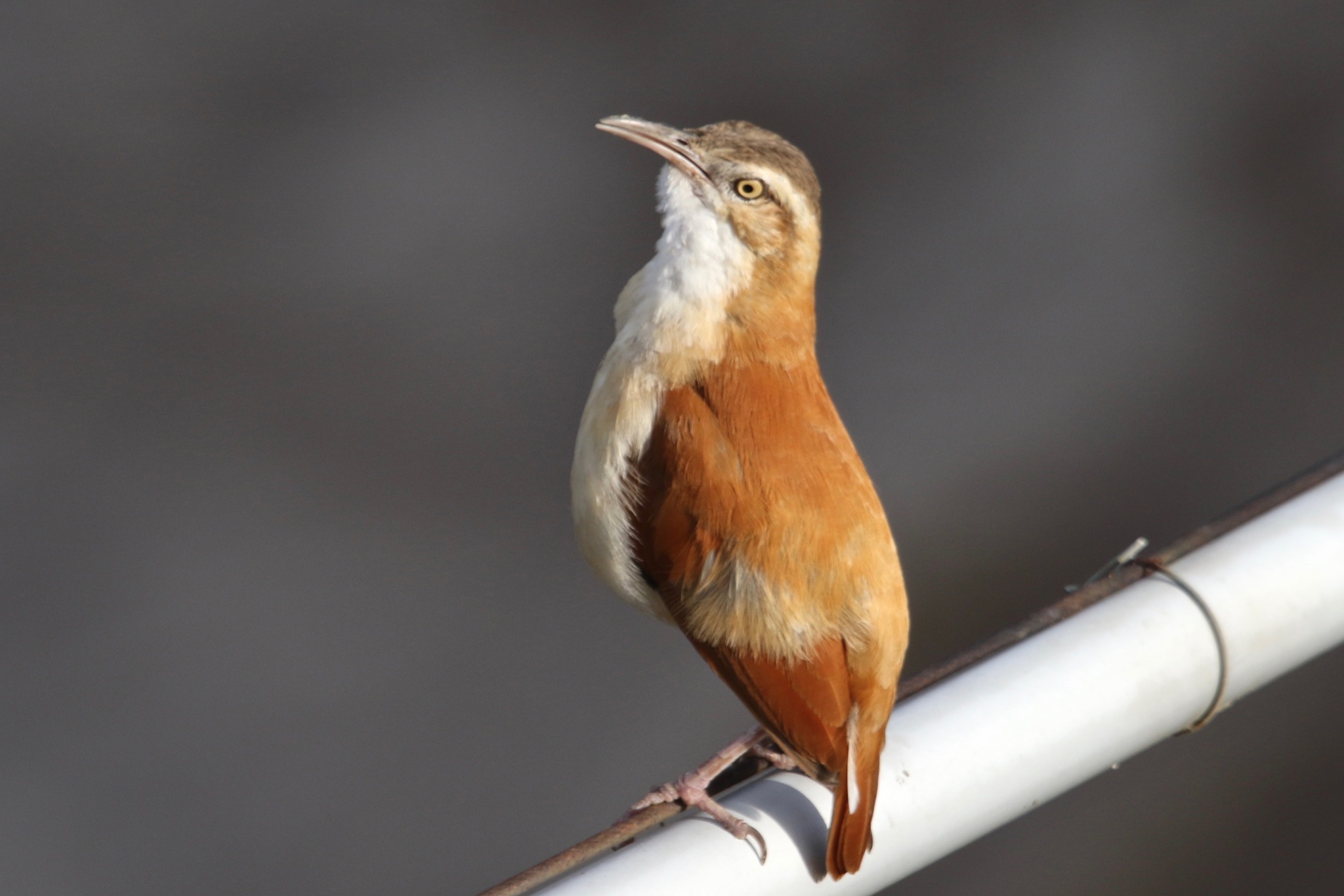 Furnarius leucopus image