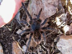 Grammostola vachoni