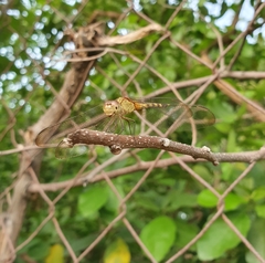 Erythrodiplax umbrata