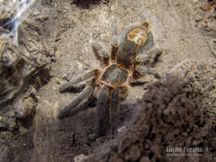 Plesiopelma longisternale