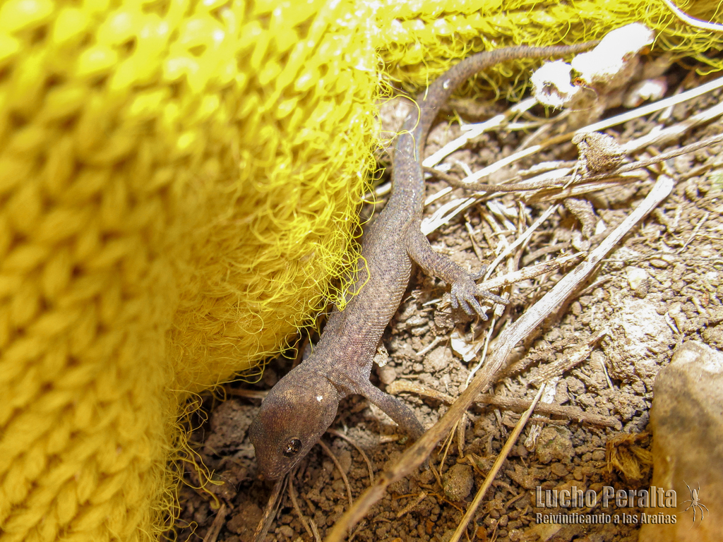 Ventania Mountains Broad-Headed Gecko