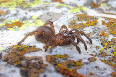 Calathotarsus simoni