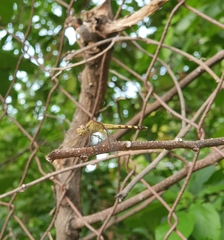 Erythrodiplax umbrata