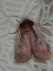 Ochropleura implecta