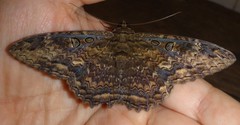 Feigeria orcynia