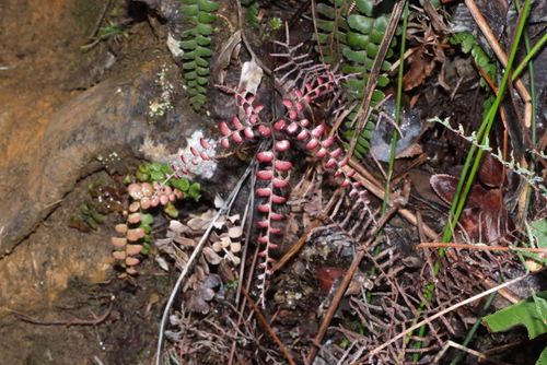 Adiantum fournieri observed 2020-07-28