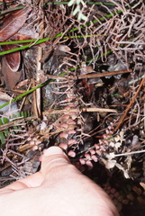 Adiantum fournieri