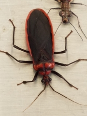 Rhiginia cinctiventris