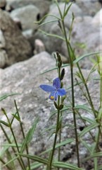 Carlowrightia parviflora