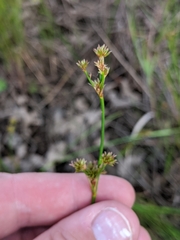 Cladium mariscoides