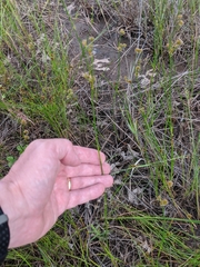 Cladium mariscoides