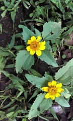 Heliopsis annua
