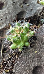 Mammillaria mathildae