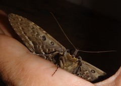 Feigeria orcynia