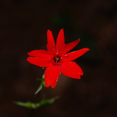 Silene subciliata