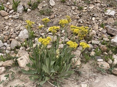 Senecio atratus