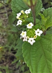 Lantana hirta