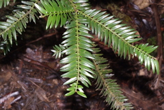 Libocedrus austrocaledonica