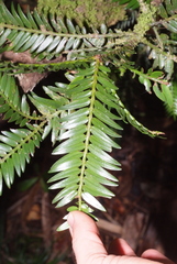 Libocedrus austrocaledonica