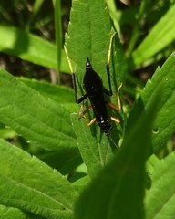 Exetastes fornicator nervulus