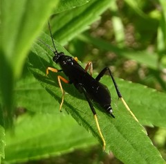 Exetastes fornicator nervulus