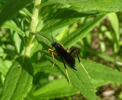 Exetastes fornicator nervulus