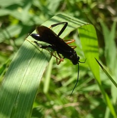 Exetastes fornicator nervulus