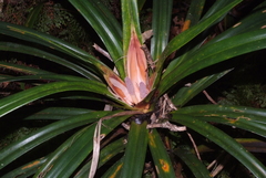 Freycinetia