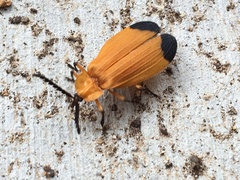 Lycus arizonensis
