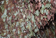 Hymenophyllum pallidum
