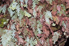 Hymenophyllum pallidum