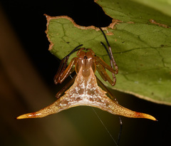 Micrathena reimoseri
