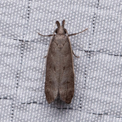 Dichomeris inversella