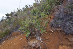 Flagellaria neocaledonica