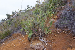 Flagellaria neocaledonica