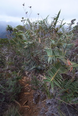 Flagellaria neocaledonica