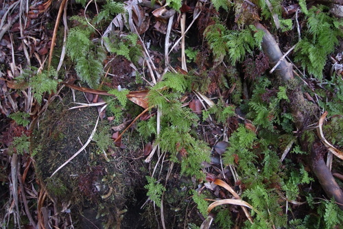 Hymenophyllum deplanchei observed 2020-07-28
